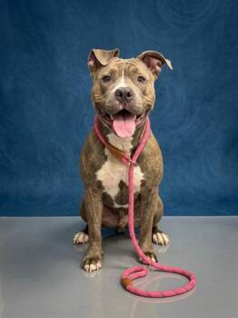 KELLY -  Pit Bull Terrier Dog for Adoption in Peoria, Illinois - KELLY | PetCurious