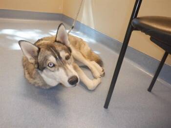 ROCKY -  Husky Dog for Adoption in San Jose, California - ROCKY | PetCurious