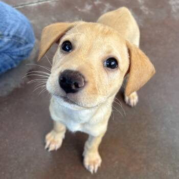 Orion -  Terrier Dog for Adoption in Palm Springs, California - Orion | PetCurious