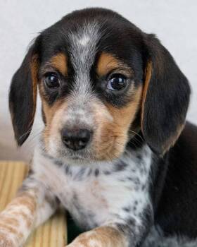 Beagle Dogs Available for Adoption in Kennesaw, Georgia - Lucy | PetCurious