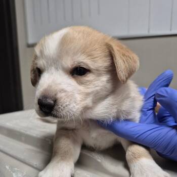 Husky and Mixed Breed Dogs Available for Adoption in Yuma, Arizona - Valentina | PetCurious