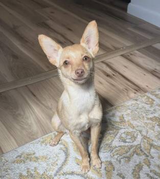 Chihuahua Dogs Available for Adoption in Fayetteville, West Virginia - Peach | PetCurious