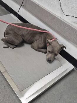 Pit Bull Terrier Dogs Available for Adoption in Lawrenceville, Georgia - Ic 1c | PetCurious