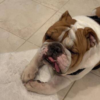 Louie -  English Bulldog Dog for Adoption in Chicago, Illinois - Louie | PetCurious