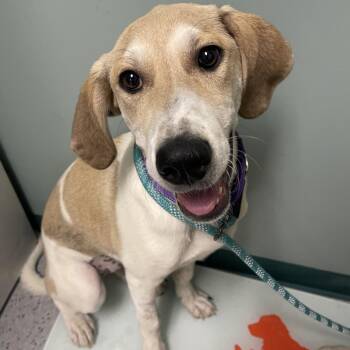 Great Pyrenees and Mixed Breed Dogs Available for Adoption in Lenexa, Kansas - Ashley | PetCurious