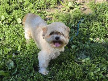 Ruby -  Shih Tzu Dog for Adoption in Union Grove, Wisconsin - Ruby | PetCurious
