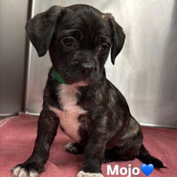 Mojo A2295781 -  Pug Dog for Adoption in Los Angeles, California - Mojo A2295781 | PetCurious