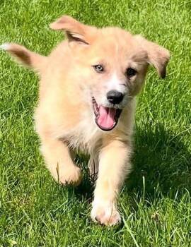 Willy -  Mixed Breed Dog for Adoption in Polson, Montana - Willy | PetCurious