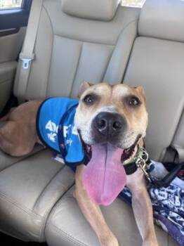 93468a Beatrix -  Black Mouth Cur and Mixed Breed Dog for Adoption in North Charleston, South Carolina - 93468a Beatrix | PetCurious
