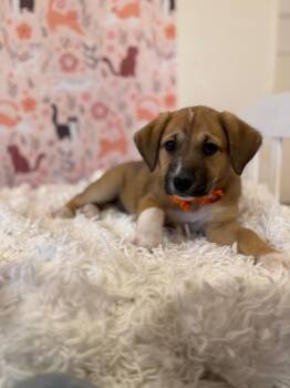 Labrador Retriever and German Shepherd Dog Dogs Available for Adoption - Pebbles The Most Cutest Baby | PetCurious