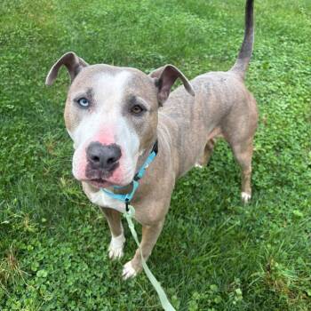 Harley -  Pit Bull Terrier Dog for Adoption - Harley | PetCurious