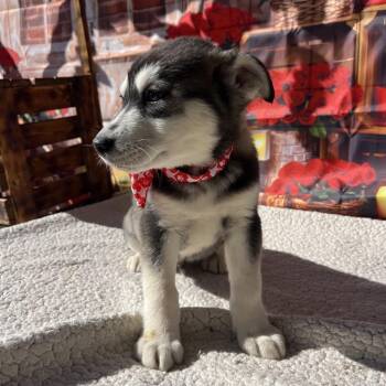 Louie -  Husky and Golden Retriever Dog Available for Adoption in Aledo, Texas - Louie | PetCurious
