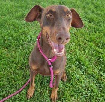 PINK -  Doberman Pinscher and Mixed Breed Dog for Adoption in Albuquerque, New Mexico - PINK | PetCurious