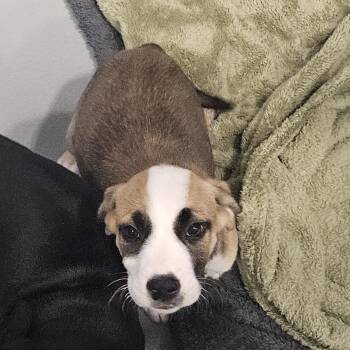 Nova -  Hound Dog for Adoption in Kalamazoo, Michigan - Nova | PetCurious
