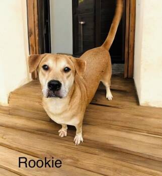 Rescue Black Mouth Cur Dogs for Adoption in Eloise, Florida - Rookie | PetCurious
