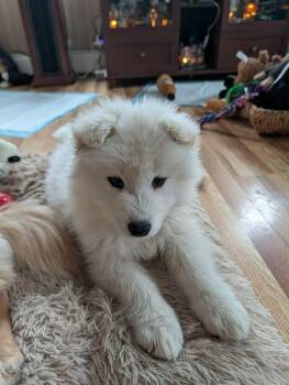 Samoyed Dogs Available for Adoption - Sam | PetCurious