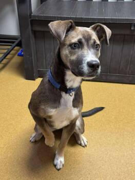 Rescue Terrier Dogs for Adoption in Maryville, Missouri - Bluey | PetCurious
