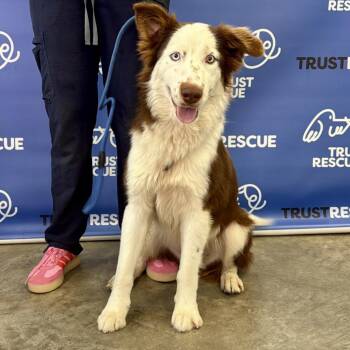 Collie and Mixed Breed Dogs Available for Adoption - CALDERA | PetCurious