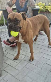 Shandy -  Boxer Dog for Adoption in Denver, Colorado - Shandy | PetCurious