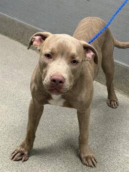RADISH -  Pit Bull Terrier Dog for Adoption in Las Vegas, Nevada - RADISH | PetCurious