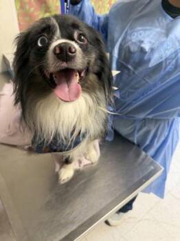 Dracula -  Australian Shepherd and Mixed Breed Dog for Adoption in San Antonio, Texas - Dracula | PetCurious