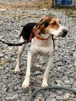 Rescue Treeing Walker Coonhound Dogs for Adoption in Cowen, West Virginia - PENNY | PetCurious