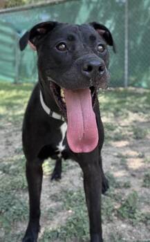 Rhonda -  Labrador Retriever and Terrier Dog for Adoption in San Antonio, Texas - Rhonda | PetCurious