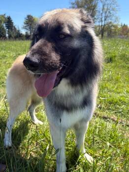 Mixed Breed Dogs Available for Adoption in Newberg, Oregon - Blackbeard | PetCurious