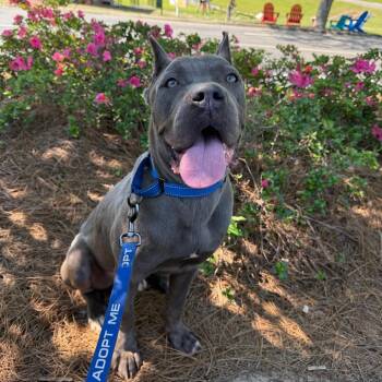 Cane Corso Dogs Available for Adoption in Daphne, Alabama - Luigi | PetCurious