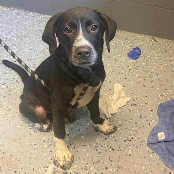 Squirt -  Hound and Mixed Breed Dog for Adoption in Tuscaloosa, Alabama - Squirt | PetCurious