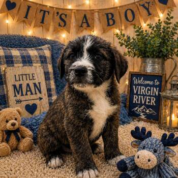 Terrier Dogs Available for Adoption in La Grange, Kentucky - Calvin | PetCurious