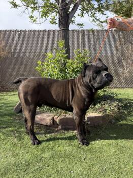 Cane Corso Dogs Available for Adoption in Glendale, Arizona - Ozzy 2 | PetCurious