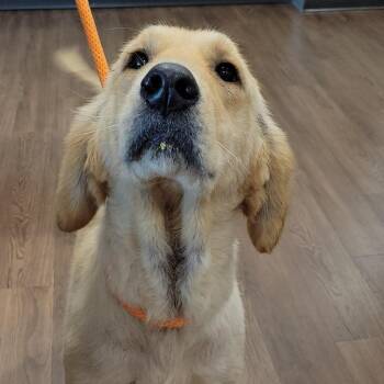 Fern -  Golden Retriever Dog for Adoption in Nashville, Indiana - Fern | PetCurious