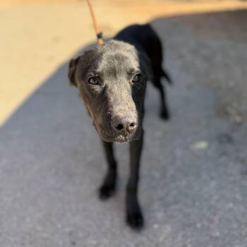 Rescue Black Labrador Retriever Dogs for Adoption in Columbia, South Carolina - Carne Asada | PetCurious