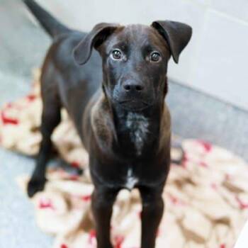 Labrador Retriever and Mixed Breed Dogs Available for Adoption - Sleepy | PetCurious