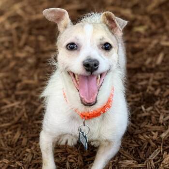 Alfie -  Chihuahua and Mixed Breed Dog for Adoption in Boerne, Texas - Alfie | PetCurious