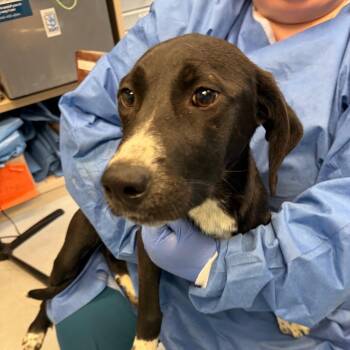 Dana -  Australian Shepherd and Mixed Breed Dog for Adoption in Charlottesville, Virginia - Dana | PetCurious