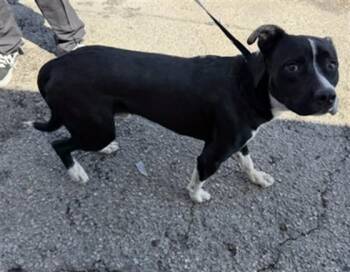 SPENCER -  Pit Bull Terrier Dog for Adoption in San Bernardino, California - SPENCER | PetCurious