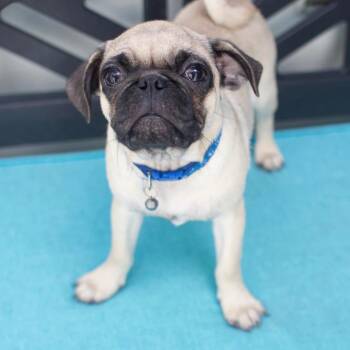 Finch -  Pug Dog for Adoption in Los Angeles, California - Finch | PetCurious