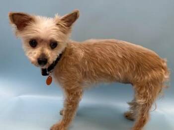 Snickers -  Yorkshire Terrier and Mixed Breed Dog for Adoption in Woodbury, Minnesota - Snickers | PetCurious