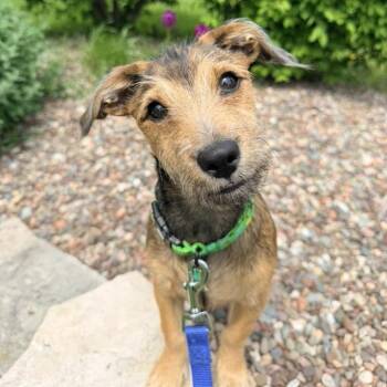 Wirehaired Terrier Dogs Available for Adoption in Racine, Wisconsin - Jon Mack | PetCurious