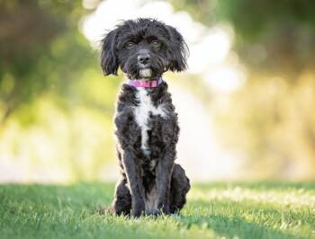 Poodle Dogs Available for Adoption in Las Vegas, Nevada - CAVIAR | PetCurious