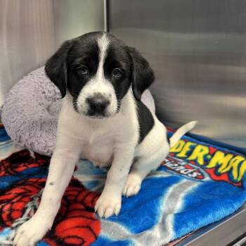 Cyrus -  Border Collie and Labrador Retriever Dog for Adoption in Madisonville, Tennessee - Cyrus | PetCurious