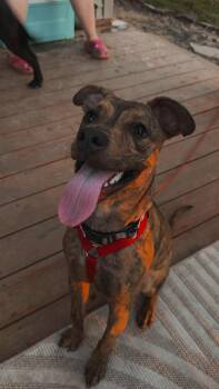 Terrier Dogs Available for Adoption - Jax *Courtesy Post* | PetCurious