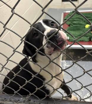 American Staffordshire Terrier Dogs Available for Adoption in Vancouver, Washington - Eclipse | PetCurious
