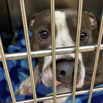 Soldier -  Mixed Breed Dog for Adoption in Winston-salem, North Carolina - Soldier | PetCurious