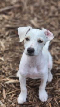 Iris -  Terrier Dog for Adoption in Sunnyvale, California - Iris | PetCurious