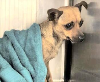 Chihuahua Dogs Available for Adoption in Houston, Texas - A654898 | PetCurious