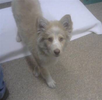 Husky and Mixed Breed Dogs Available for Adoption in Albuquerque, New Mexico - GHOST | PetCurious