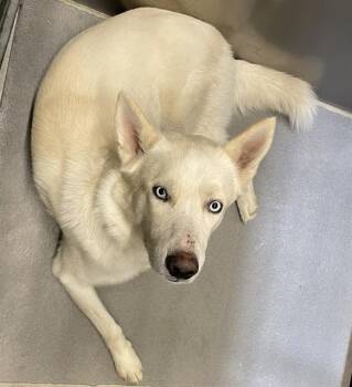 Rescue Siberian Husky Dogs for Adoption in Modesto, California - CHIP | PetCurious